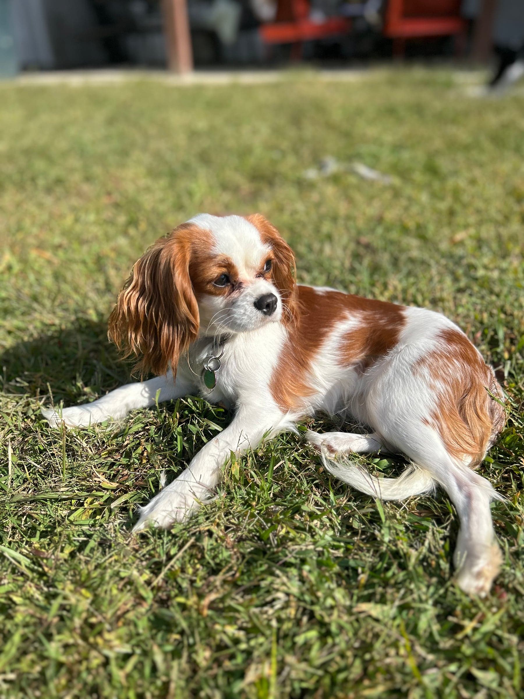 Cavapoos