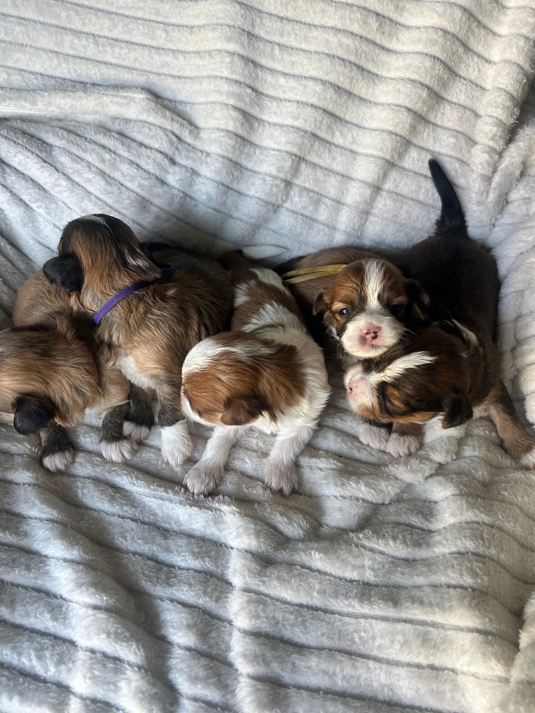 the newest crew