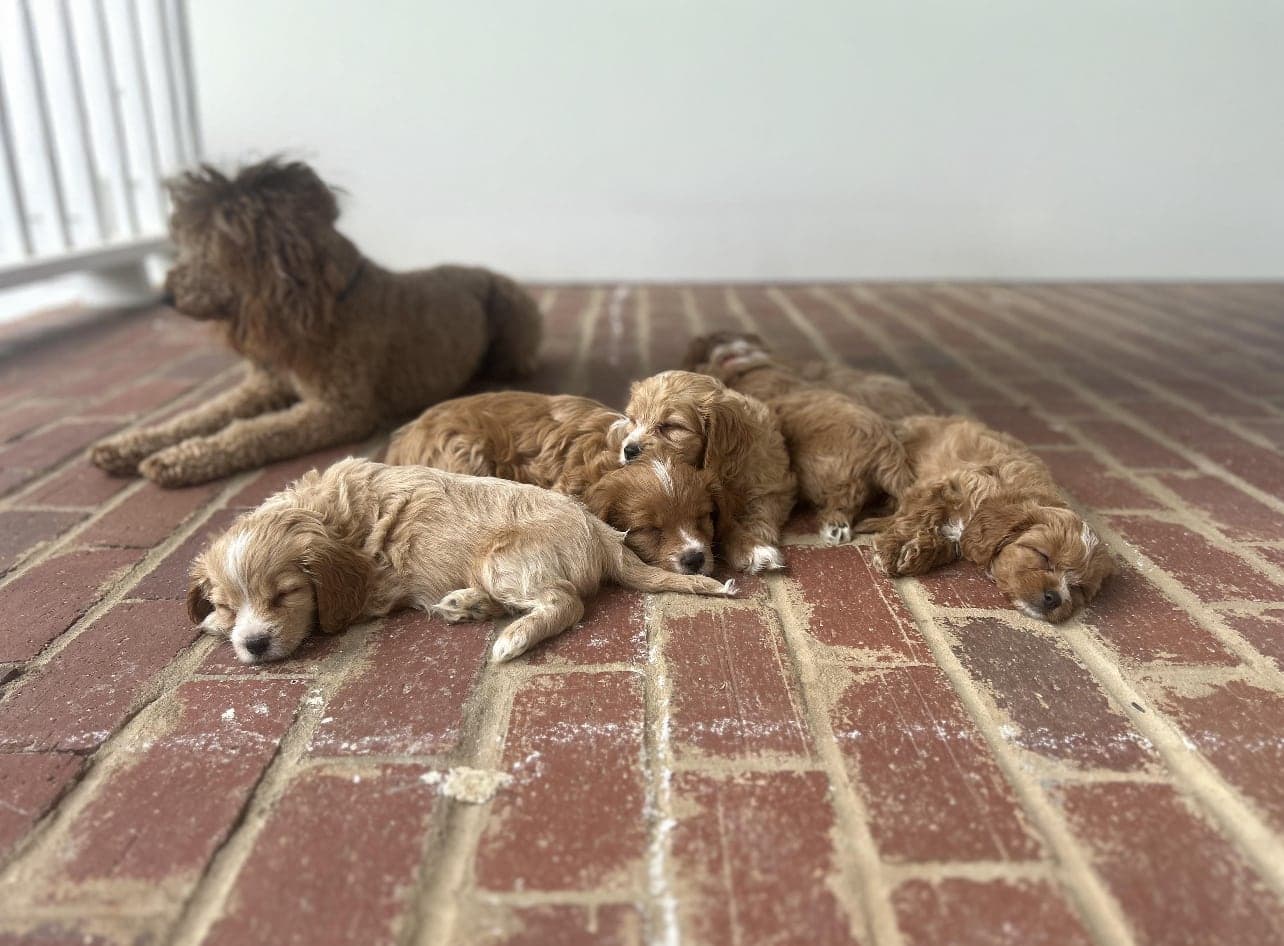 porch pups