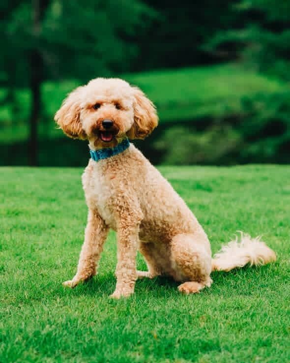 Miniature Poodles