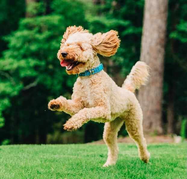 Miniature Poodles