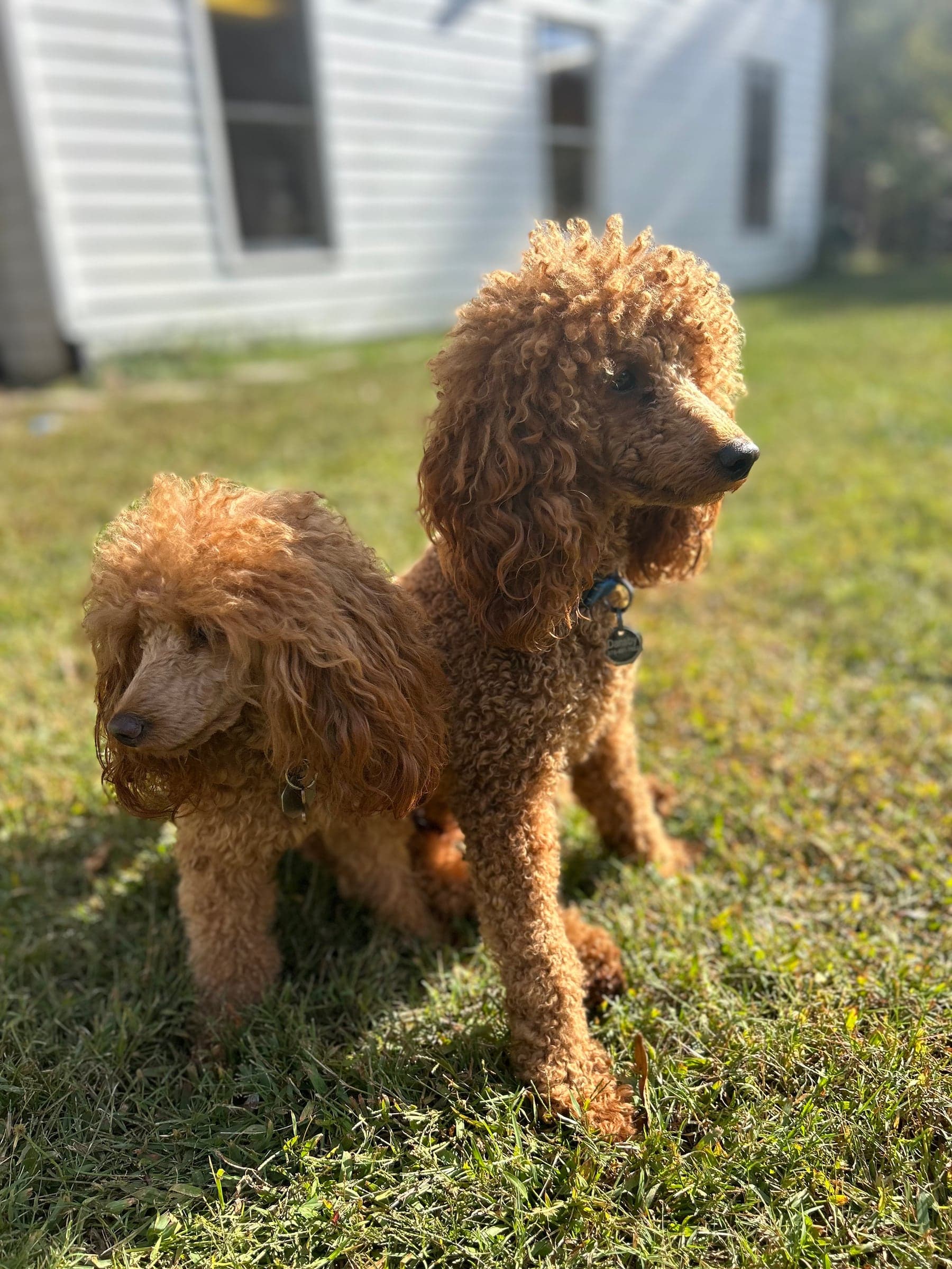 Mercy Lane Dogs